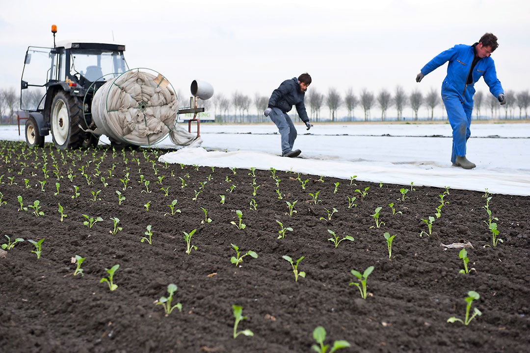 De broccoliplanten die in maart zijn geplant, zijn bedekt met doek. De eerste 14 met acryl- en microklimaatdoek, daarna 10 hectare met alleen microklimaatdoek - Foto: Wick Natzijl