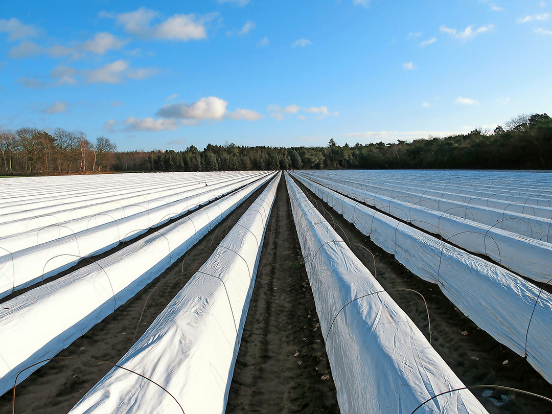 Onder minitunnels oogst Johan Bax eind april zo’n 600 tot 700 kilo per hectare per dag, op de ‘gewone’ percelen amper 200 kilo - Archieffoto: Stan Verstegen.