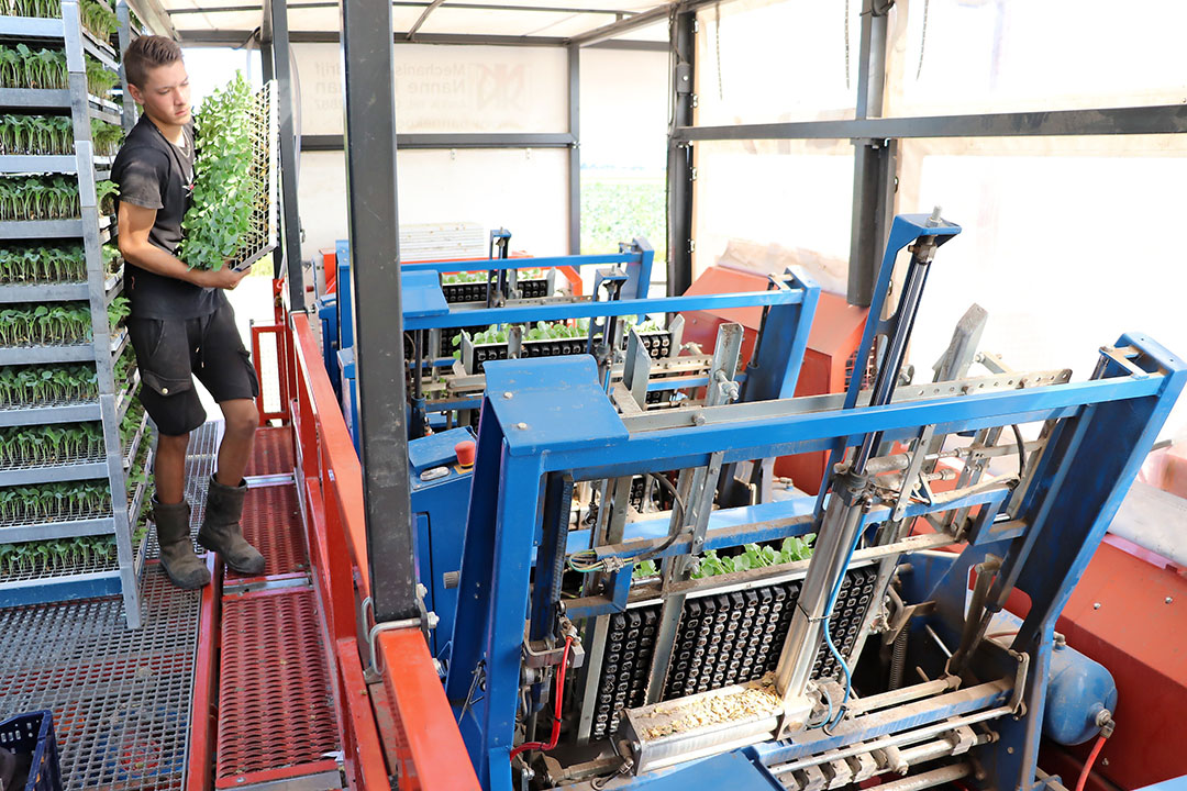 Matijs Beers maakt gebruik van een volautomatische Ferrari-plantmachine. Om het rendement van de plantmachine verder te vergroten, plant Beers ook kool in loonwerk bij collega’s - Foto: Joost Stallen