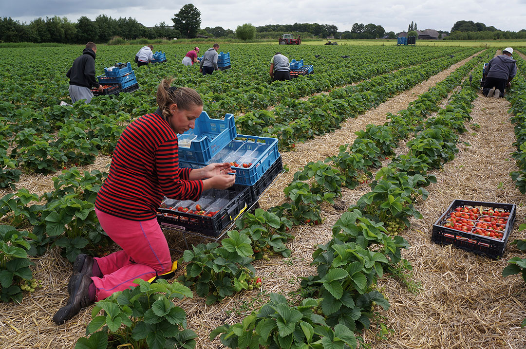 De Duitse aardbeienteelt in Duitsland is gekrompen van 19.123 hectare in 2014 naar 14.862 hectare in 2022. - Foto: Misset