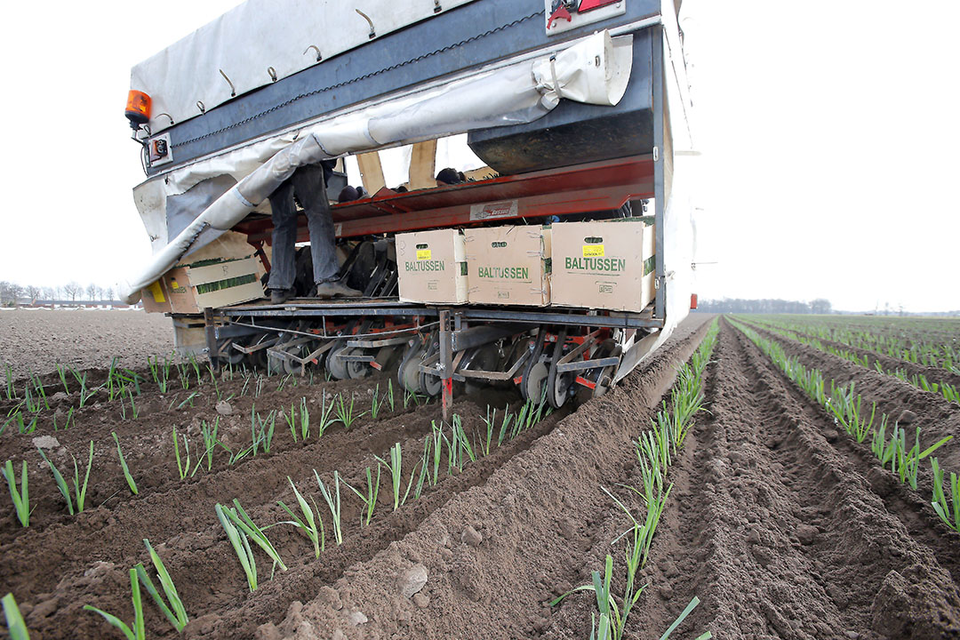 In week 9 werd weer een start gemaakt met het planten van Marokkaanse planten onder vliesdoek - Foto: Bert Jansen.