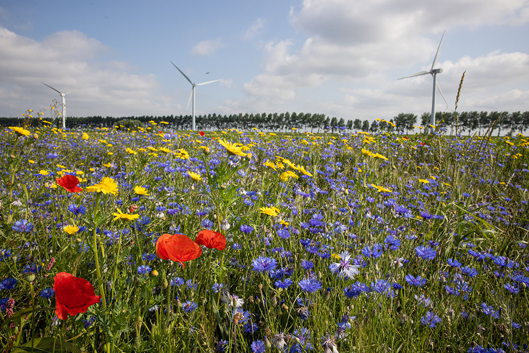 Natuurinclusief, regeneratief, agro-ecologisch. Omschakelen naar zo'n vorm van telen is bancair lastig te financieren. - Foto: Peter Roek