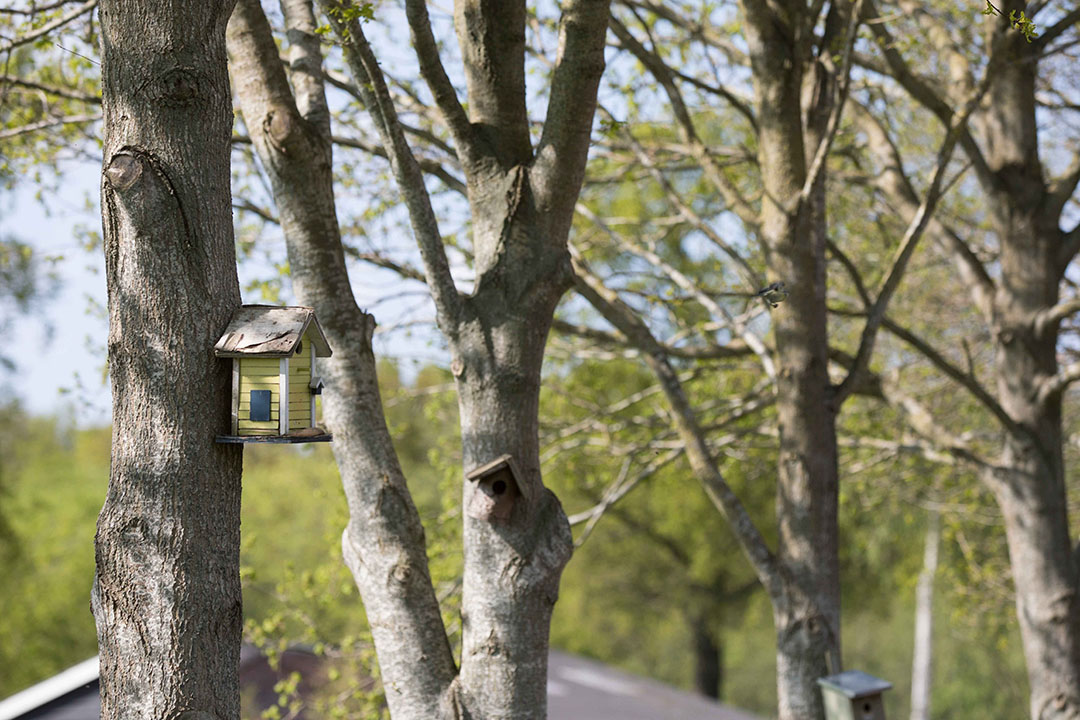 Bij PlanetProof haalden we zowaar enkele bonuspunten binnen, mede dankzij de nestkastjes die de buren op de erfgrens hebben hangen. - Foto: Koos Groenewold