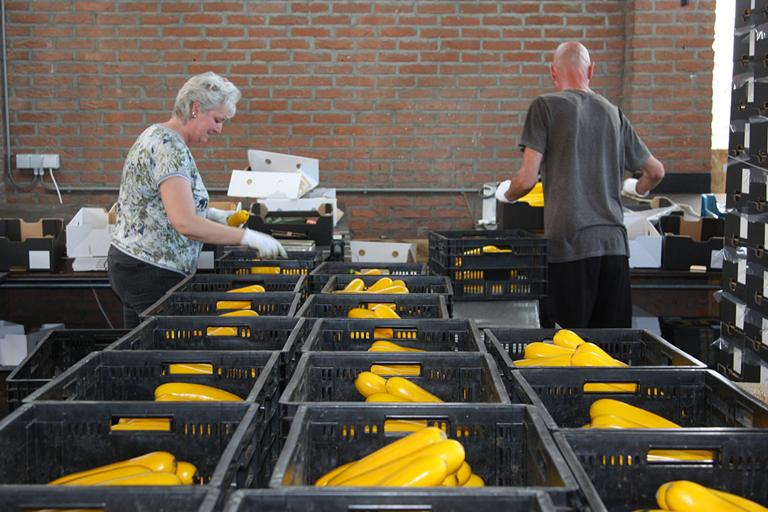 Voor het sorteren en inpakken van courgettes zijn nieuwe inpaktafels met rollerbanen in gebruik genomen. - Foto: Harry Stijger