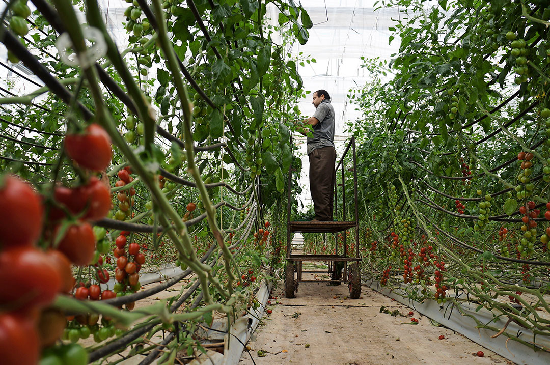 Archieffoto Spaanse tomatenteelt. - Foto: Gerard Boonekamp