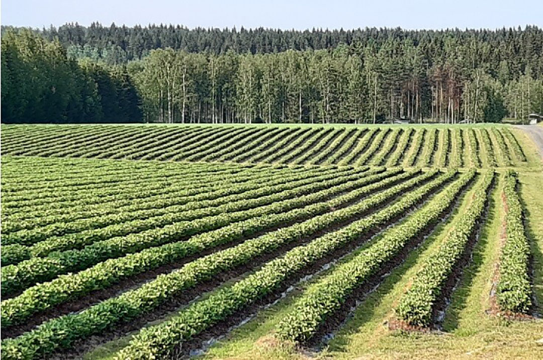 Finse aardbeienveld. Foto: Tastesavo.fi, een door EU ondersteunde erkenning van gastronomie in de regio.