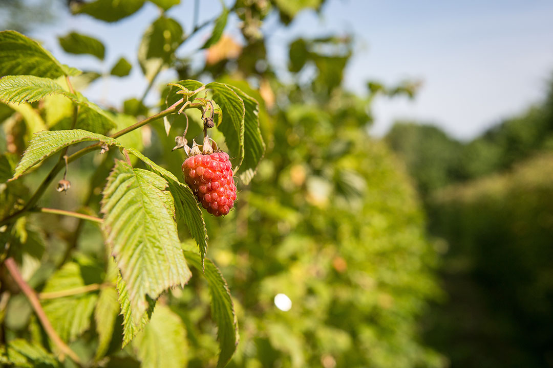 Innovatie in zachtfruit