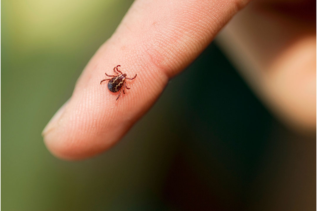 Lang gingen biologen ervan uit dat het bos dé plek is om een tekenbeet op te lopen, maar dat is achterhaald. Foto: Canva