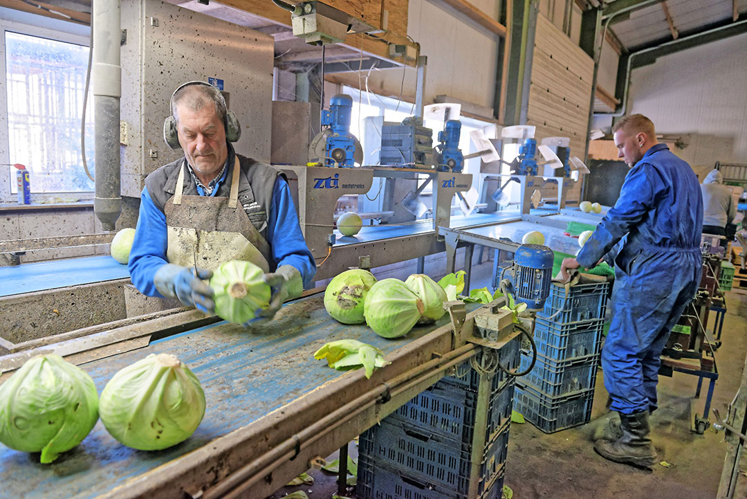 Volgens plan leverde Patrick van Benschop in Waarland in week 29 zijn laatste bewaarkool voor mooie prijzen van 80 à 90 cent per kilo. - Foto: Lex Salverda