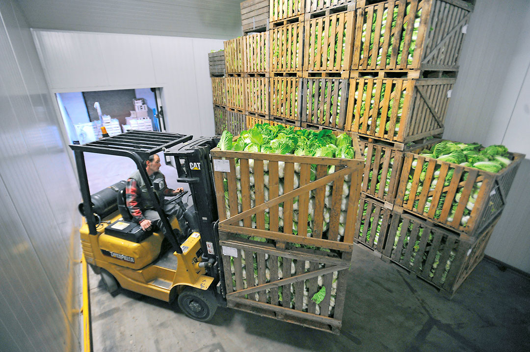 Het gemiddelde netto gewicht na schonen kwam uit op 1.160 gram. Dat betekent een schoningsverlies van 27%. - Foto: Groenten en Fruit