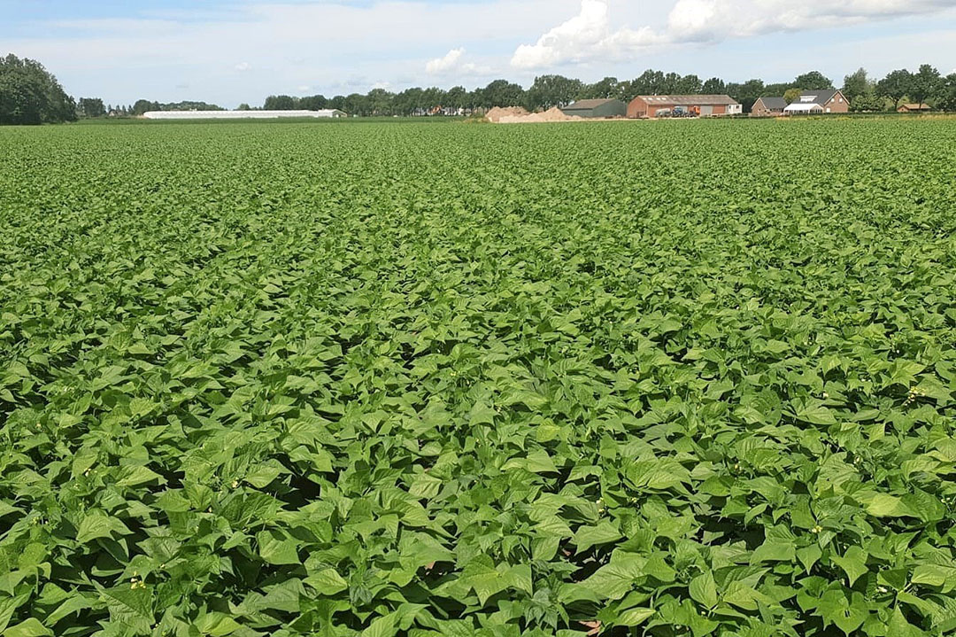 Na een jaar van uitgebreide tests is Primeale United erin geslaagd om op grotere schaal Haricots Verts in Nederland te telen. Foto: Primeale Untited