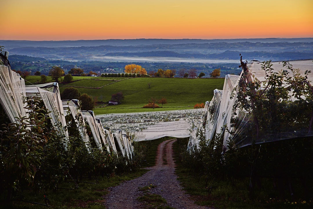 Appels van het merk Pomme du Limousin komen van een samenwerking van telersverenigingen (APO). - Foto: Pomme du Limousin