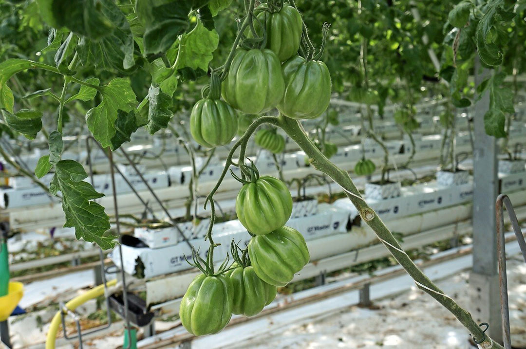 Coeur de boeuf tomaten