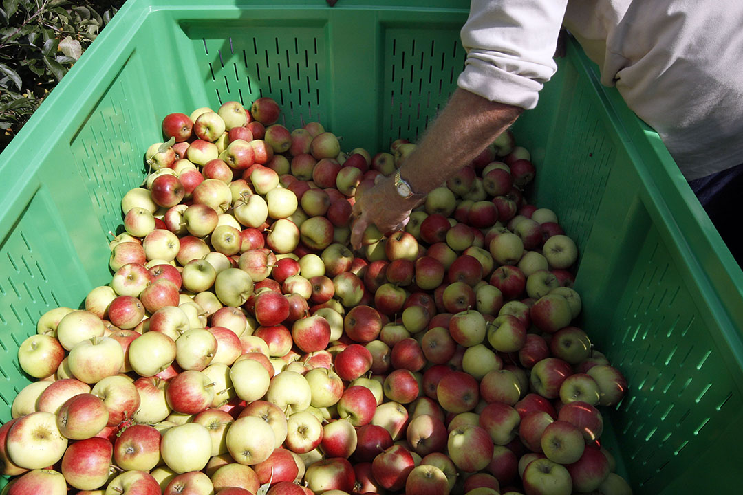 informatie fruitmarkt