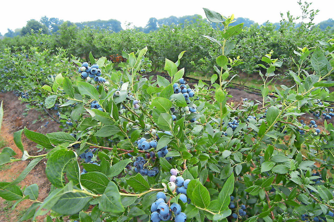 Blauwe bessen zijn volgens Jan Janssen niet alleen gezond, de mooie blauwe vruchten in de zomer en het rode blad in de herfst zorgen voor een prachtig contrast in het landschap. Foto: Stan Verstegen