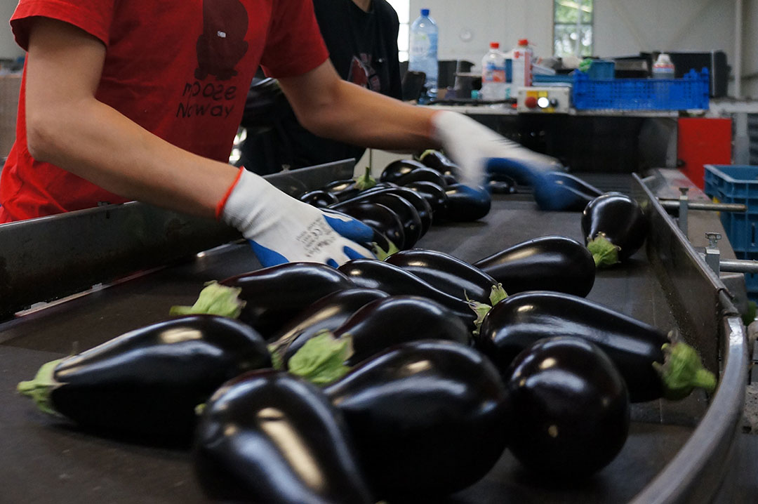 Aubergines sorteren. Foto: Gerard Boonekamp