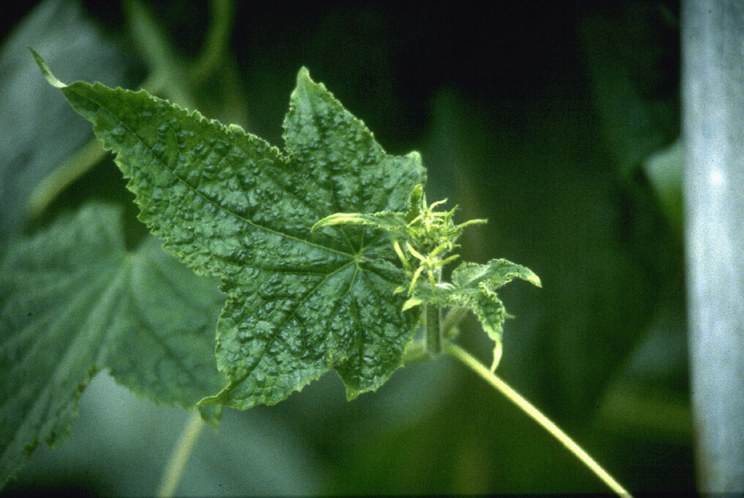 Naktuinbouw ondersteunde resistentie-acties veredelaars bij het komkommerbontvirus. - Foto: Groenten&Fruit