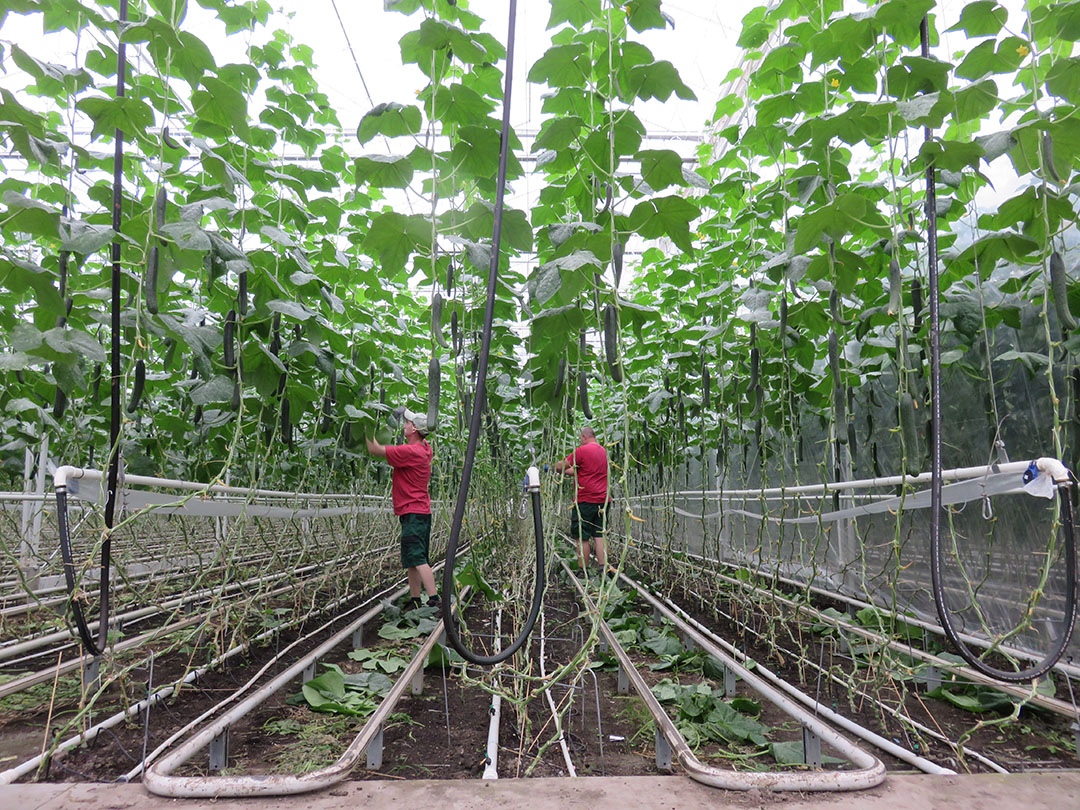 Het Duiste biologisch groentebedrijf Westhof. Is het einde van bio als gentech-vrije sector aanstande? Foto: Ton van der Scheer