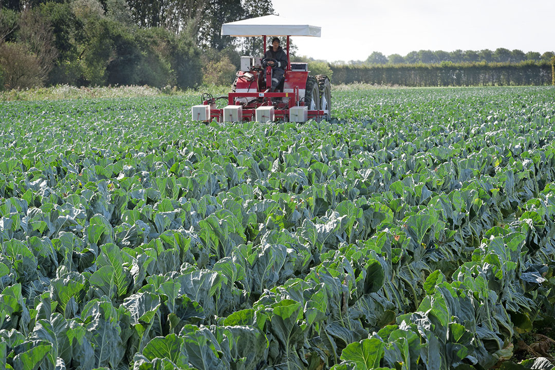 Met de bindmachine is 2,5 hectare per dag een haalbare kaart - Foto: Lex Salverda.