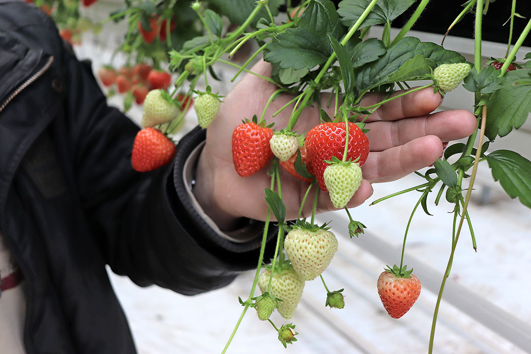 aardbeien veredeling bayer niab