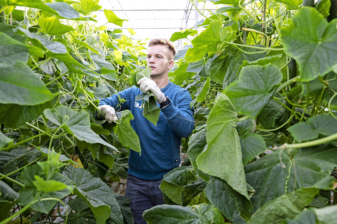 Het open houden van het gewas bevordert de vruchtkwaliteit. Foto: Bram Becks