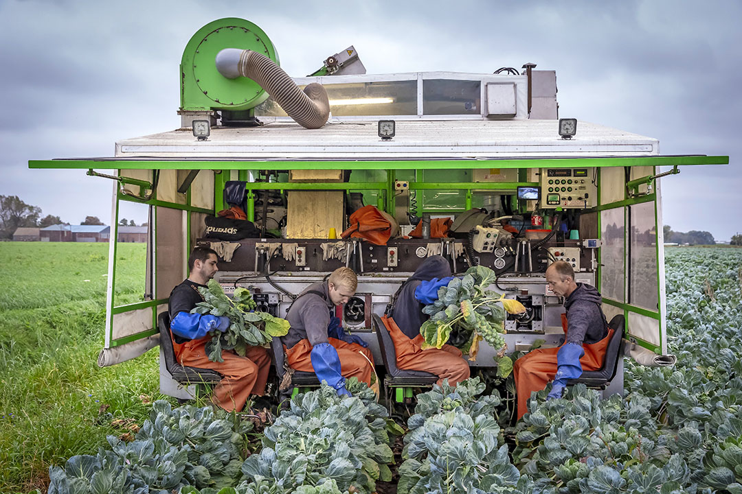 René Peters: "We halen op dit moment geen 20 ton van een hectare en we plukken in verhouding veel A’tjes." - Foto: Dennis Wisse