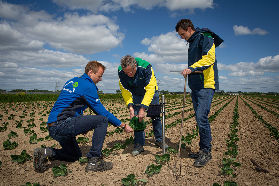 Agrifirm plaatst een digitale insectenmonitor op een spruitenveld. -Foto: Peter Roek