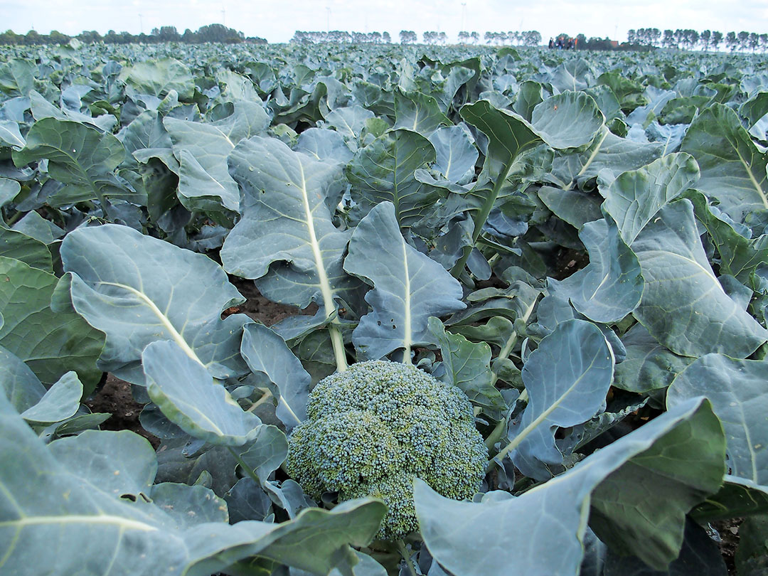 In een rassenproef vroege teelt broccoli kwamen de latere rassen Eos, Ironman, McLaren, Babilon en Larsson het beste naar voren - Foto: Stan Verstegen