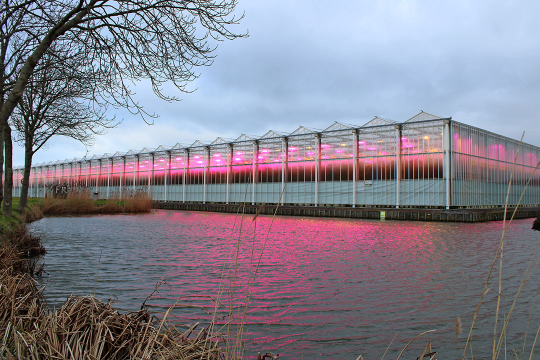 Meer ledlicht en energieschermen verlagen het energieverbruik in de glastuinbouw. - Foto: Ton van der Scheer