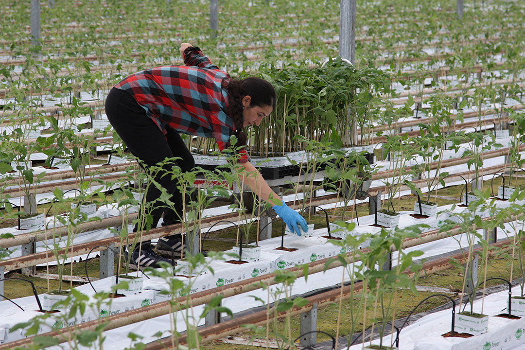 Bij de start van de nieuwe tomatenteelt is overgeschakeld naar kokosmatten. Foto: Harry Stijger