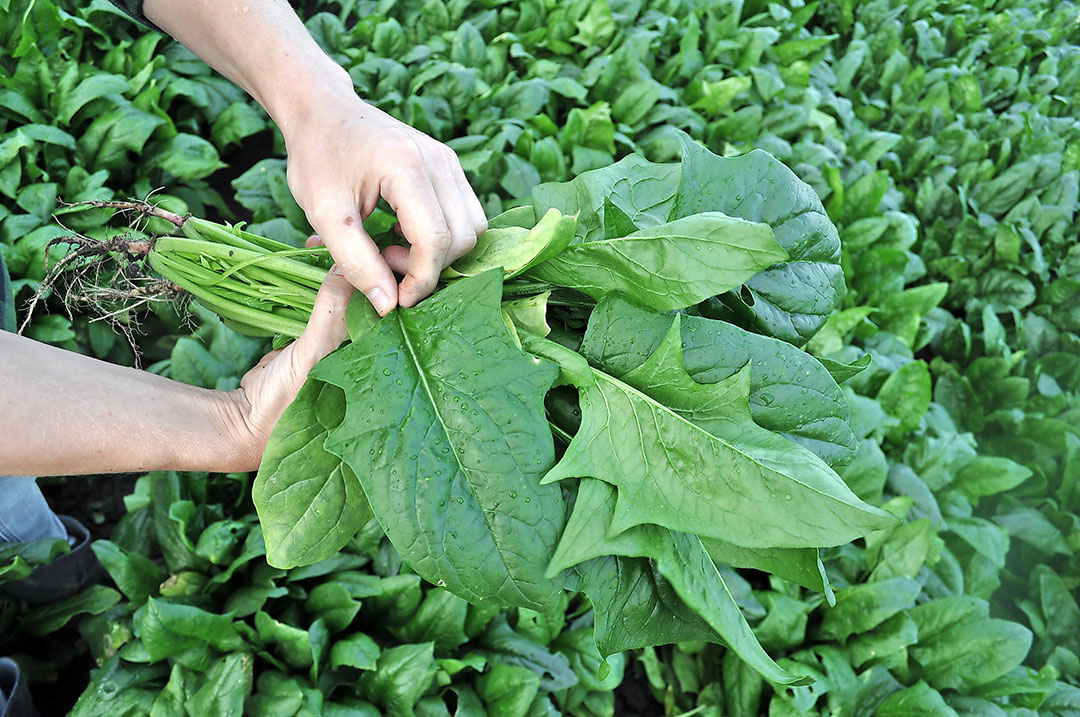 Bunching spinach