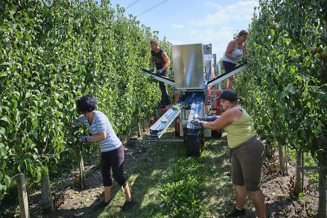 Een rondgang langs telers en bedrijven in de hardfruitsector leidt tot interessante inzichten in de krachtsverhoudingen. - Foto: Roel Dijkstra