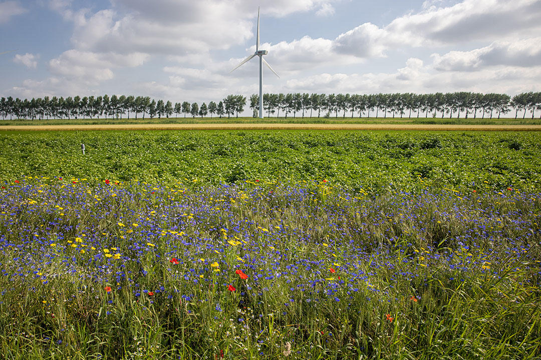 Akkerranden met kruiden en bloemen. - Foto: Peter Roek