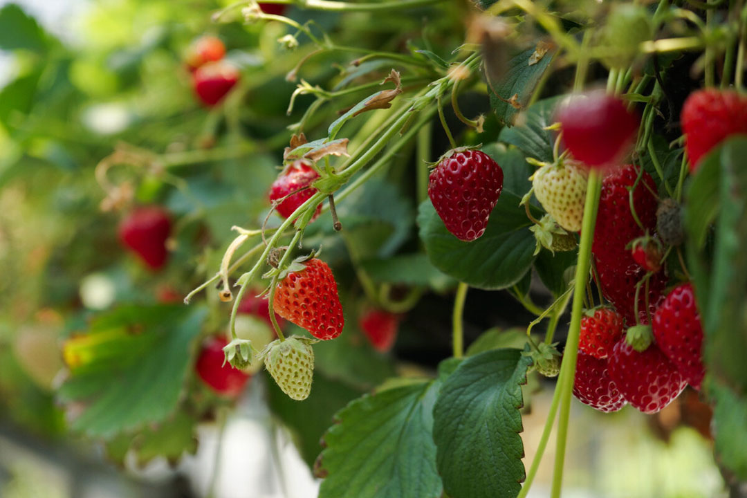 De aardbeienproductie in Japan groeit. - Foto: Canva/fabian cho