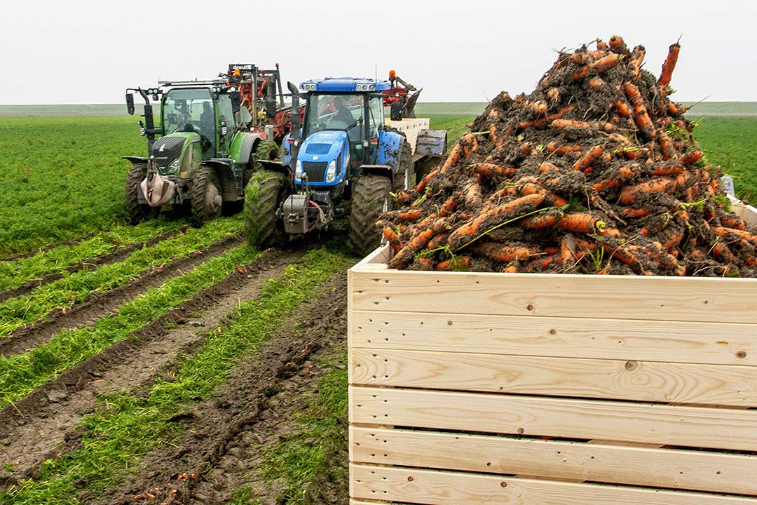 Dit jaar kon Wijnand Eenhuizen pas op 7 november beginnen met rooien van zijn peen - Foto: Koos van der Spek