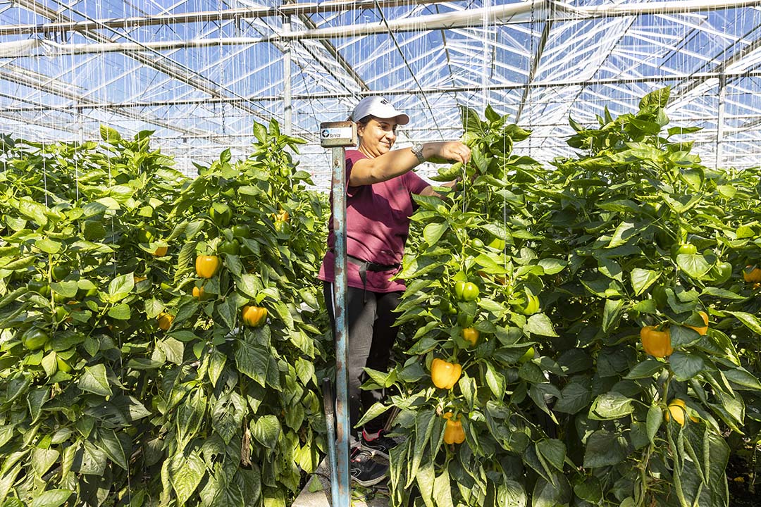 Het areaal paprika kromp met 9%, de prijzen gingen omhoog. - Foto: Roel Dijkstra