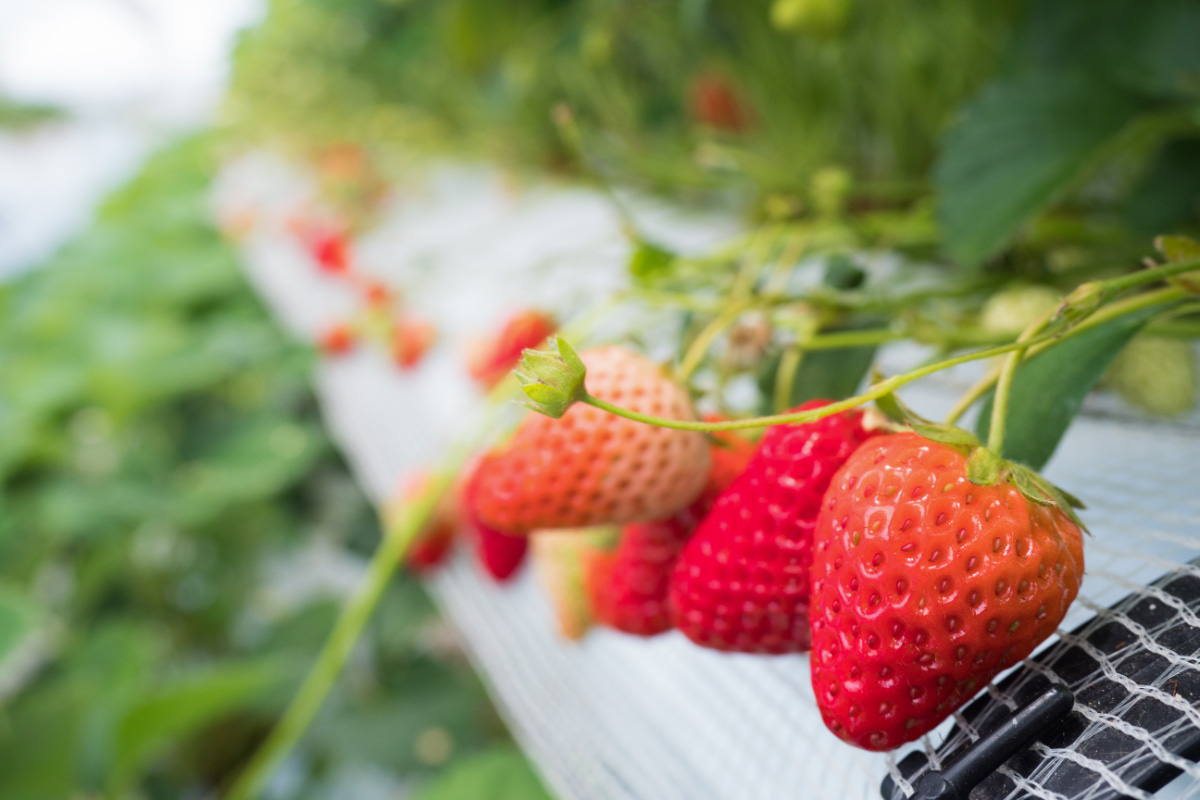 Goed gelezen 2023 Plantgezondheid