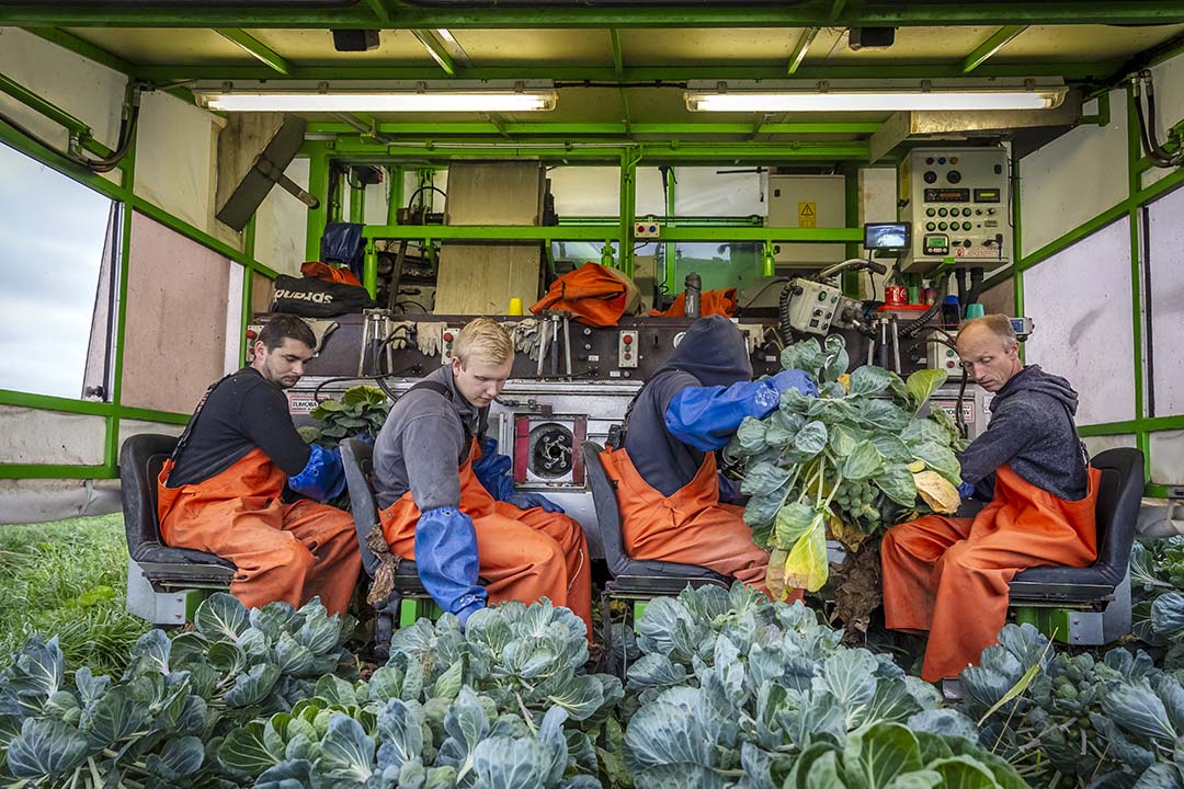 Bij René Peters loopt er al weken iemand voor de plukmachine uit om de planten rechtop te zetten - Foto: DCI Media West.