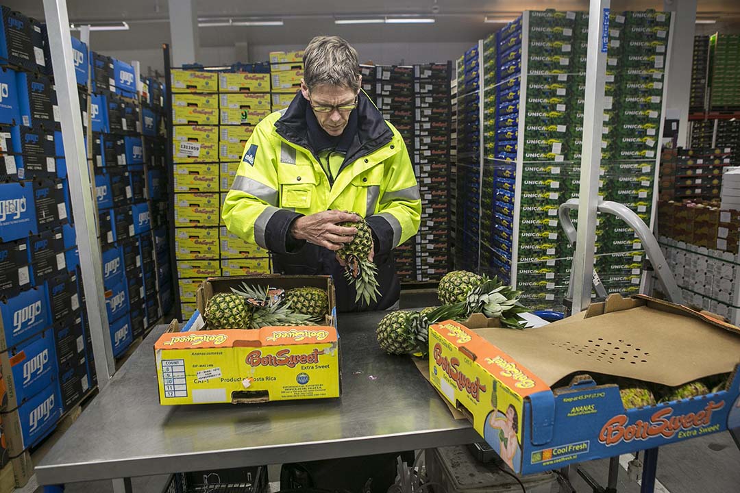 Een KCB-inspecteur controleert namens de NVWA in Barendrecht op plagen als trips en doet een kwaliteitscheck op een partij tomaten. Daarna schrijft hij een exportcertificaat uit. Dit is een fytosanitair certificaat. - Foto: Roel Dijkstra