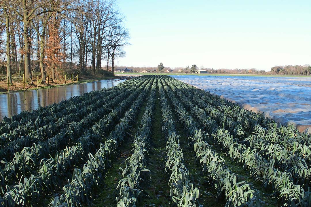 Zonder bedekking is de kans erg groot dat de cellen in preiplanten gaan springen met vorstschade tot gevolg - Foto: Stan Verstegen