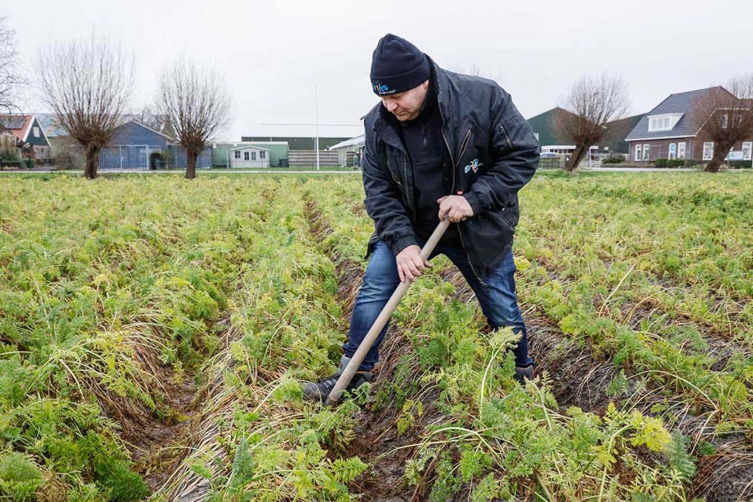 Sander Eriks, eigenaar van peenkwekerij Eriks Groenveld, in het perceel gele peen dat hij door hevige en langdurige regen niet kon oogsten. - Foto: Marcel Rob Fotografie