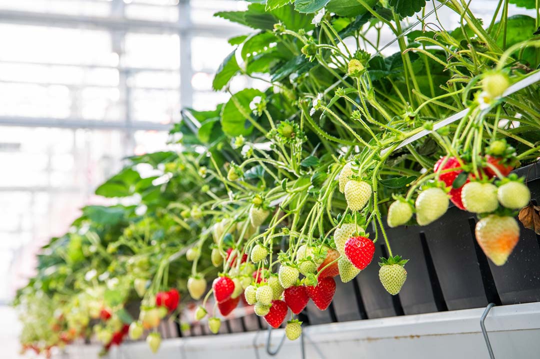 De aardbeien uit zaad F1 Hybrid. - foto: Limgroup