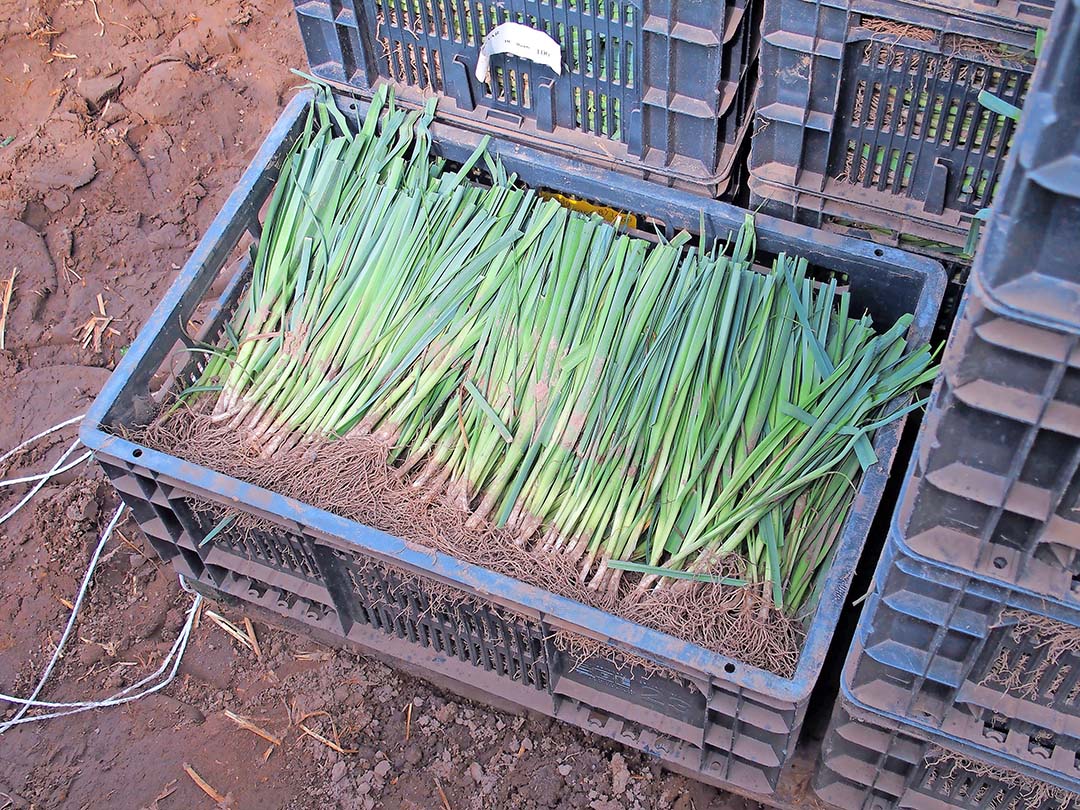 Maaike Hop maakt zich zorgen of ze de eerste planten uit Marokko tegen die tijd ook al kan planten. - Foto: Stan Verstegen