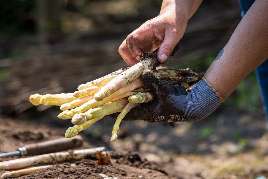 Een rondje langs aspergetelers levert opvallend vaak hetzelfde antwoord: bij ons geen personeelsprobleem. - Foto: ANP