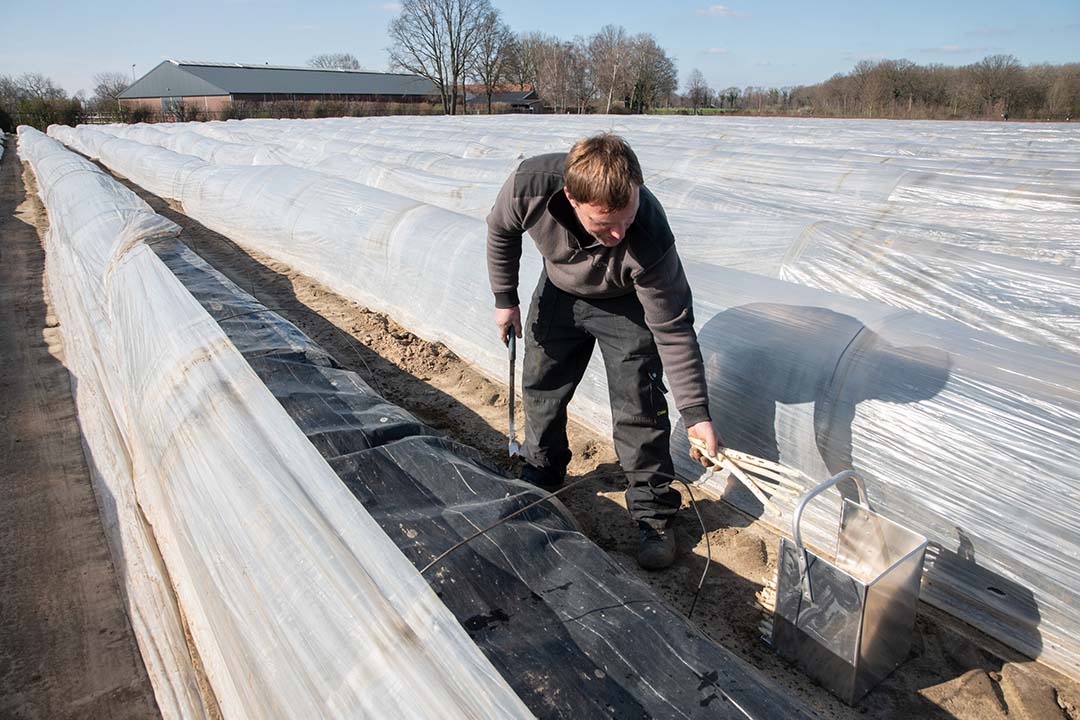 Dirk Smeets denkt dat het feit dat hij geen winterbedden heeft kunnen maken mogelijk wel zal leiden tot meer roestvorming. - Foto: Twan Wiermans