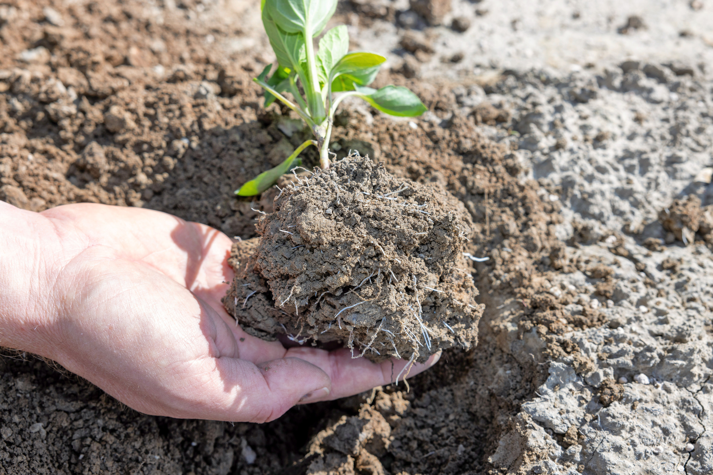 De biostimulant Utrisha Rhizo zorgt voor een snelle wortelontwikkeling. Foto: Peter Roek