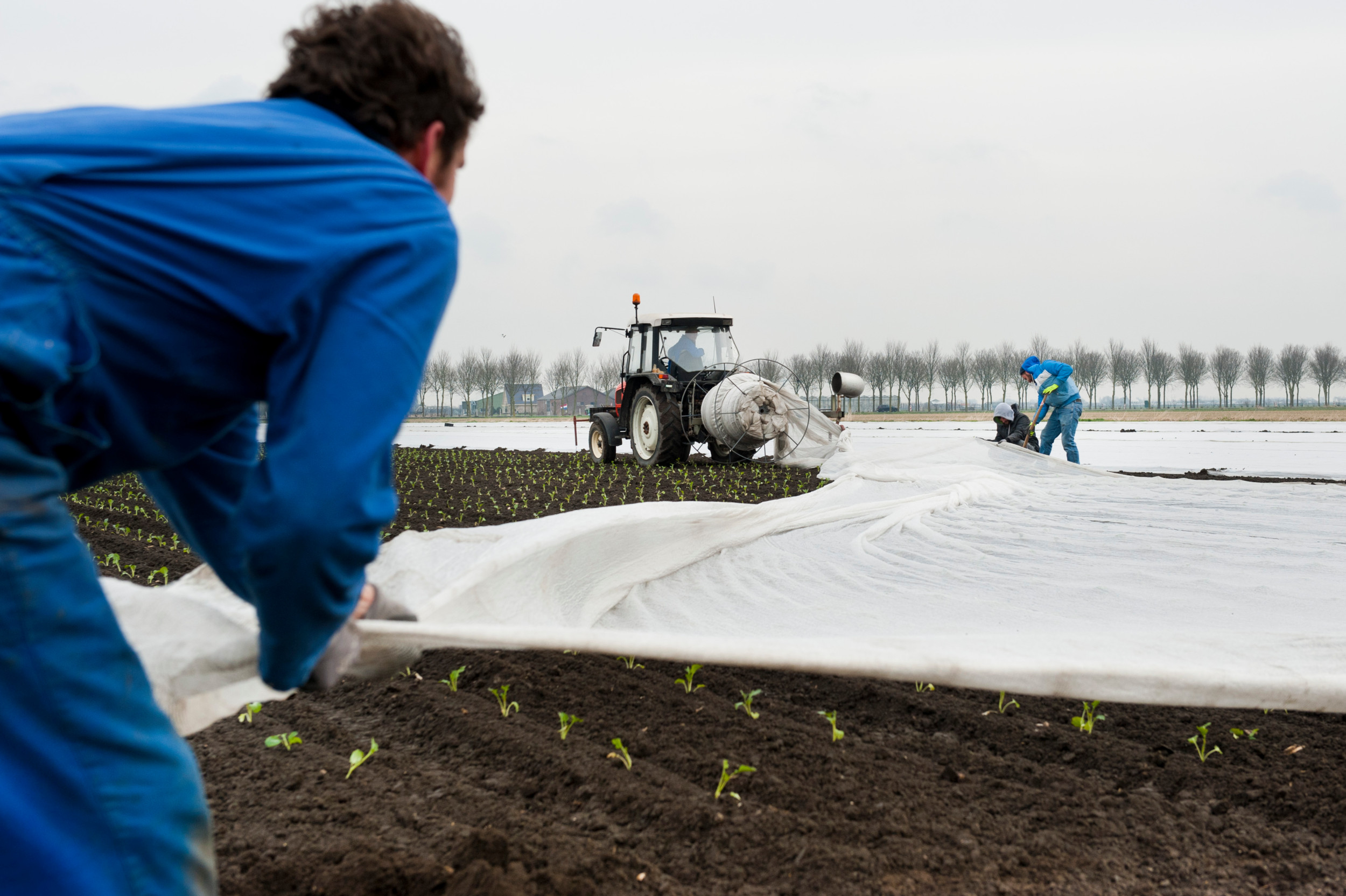 Planten doet Jack Weel met een Ferrari halfautomaat met daarop 4 planters. Dan volgt de onkruidbestrijding voordat hij vliesdoek legt. Archieffoto: Nikki Natzijl