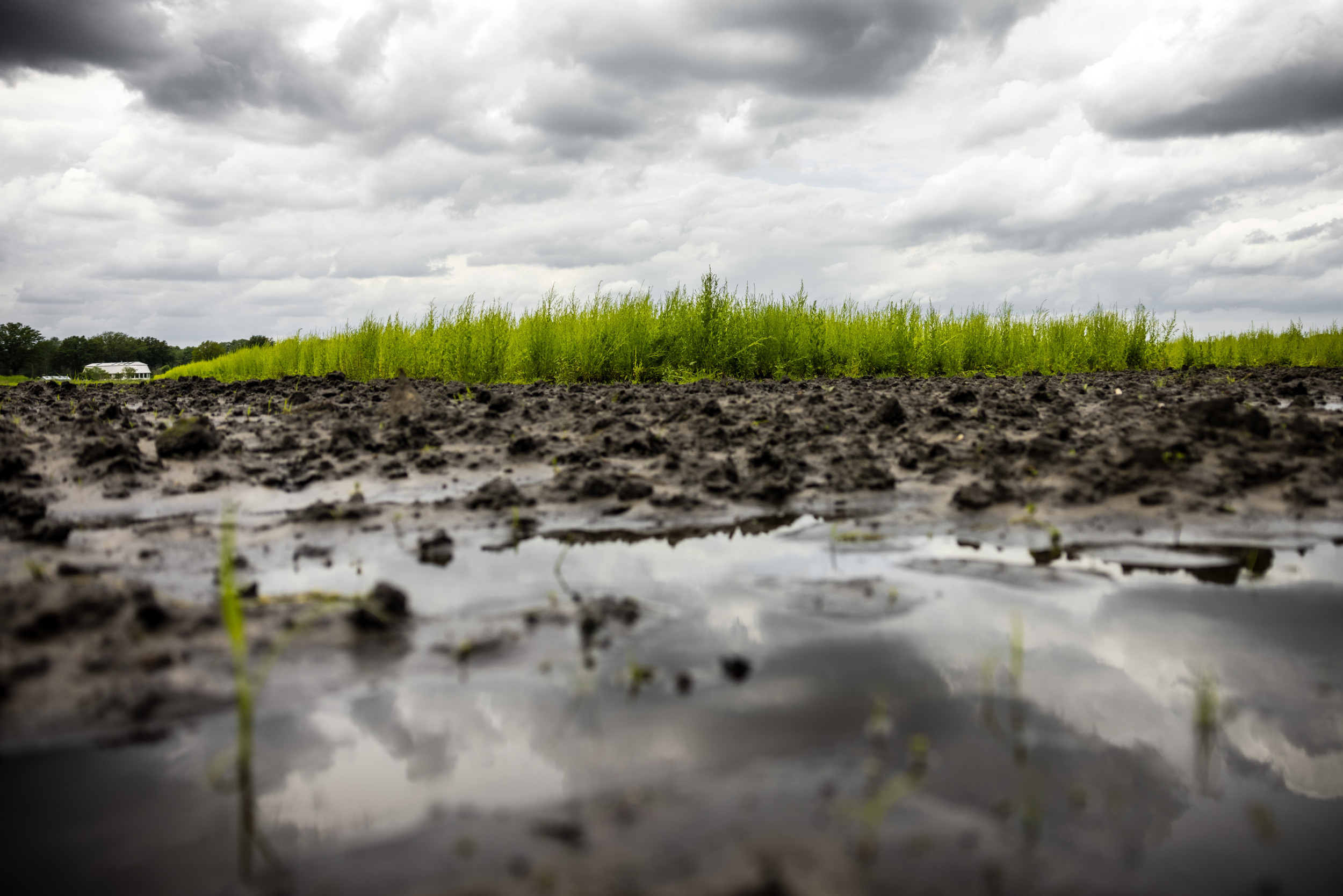 Water op een ondergelopen akker. Verzekeraars kregen afgelopen weekend vele tientallen meldingen uit buitenteelten. Foto: ANP