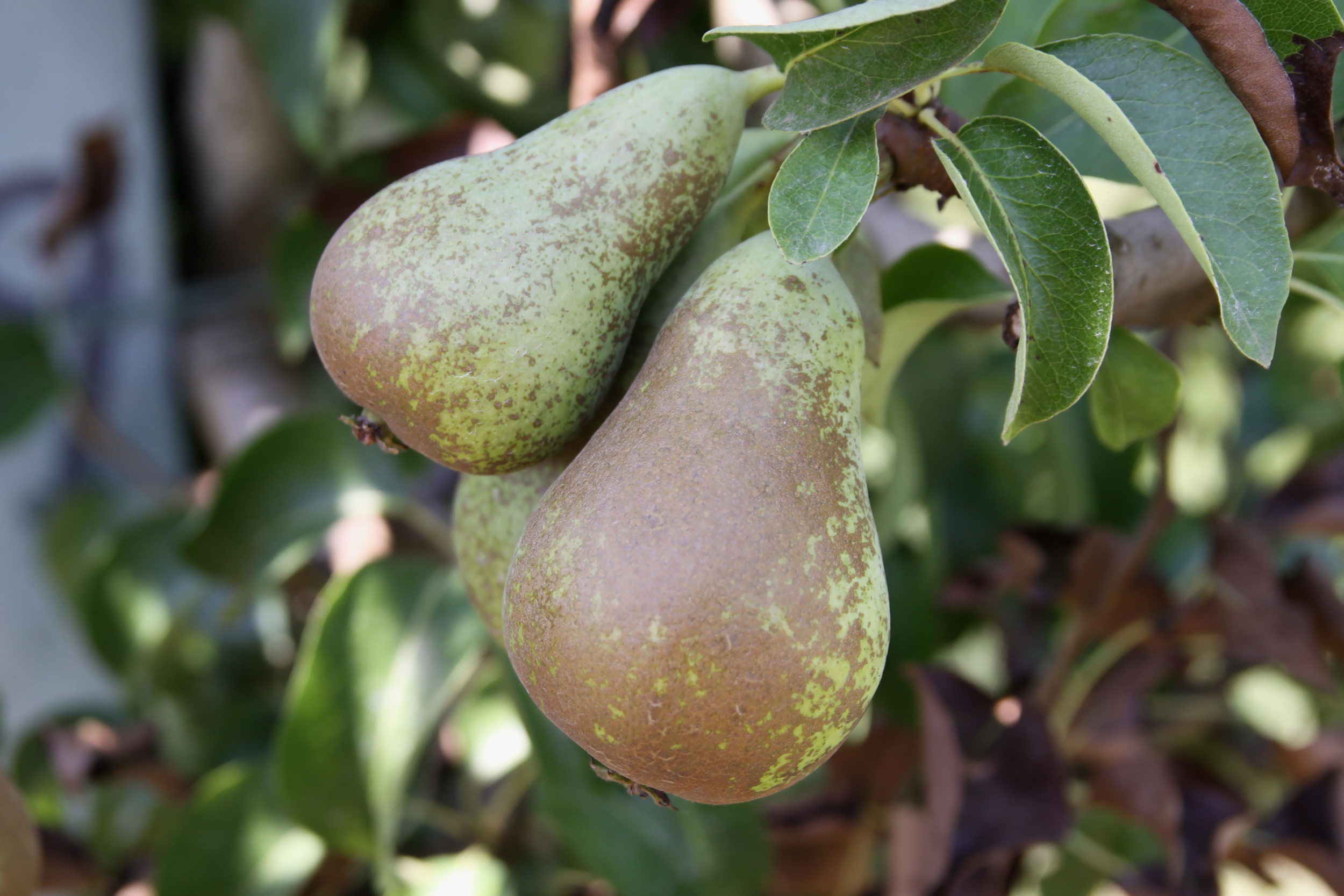 Staat van Plantgezondheid