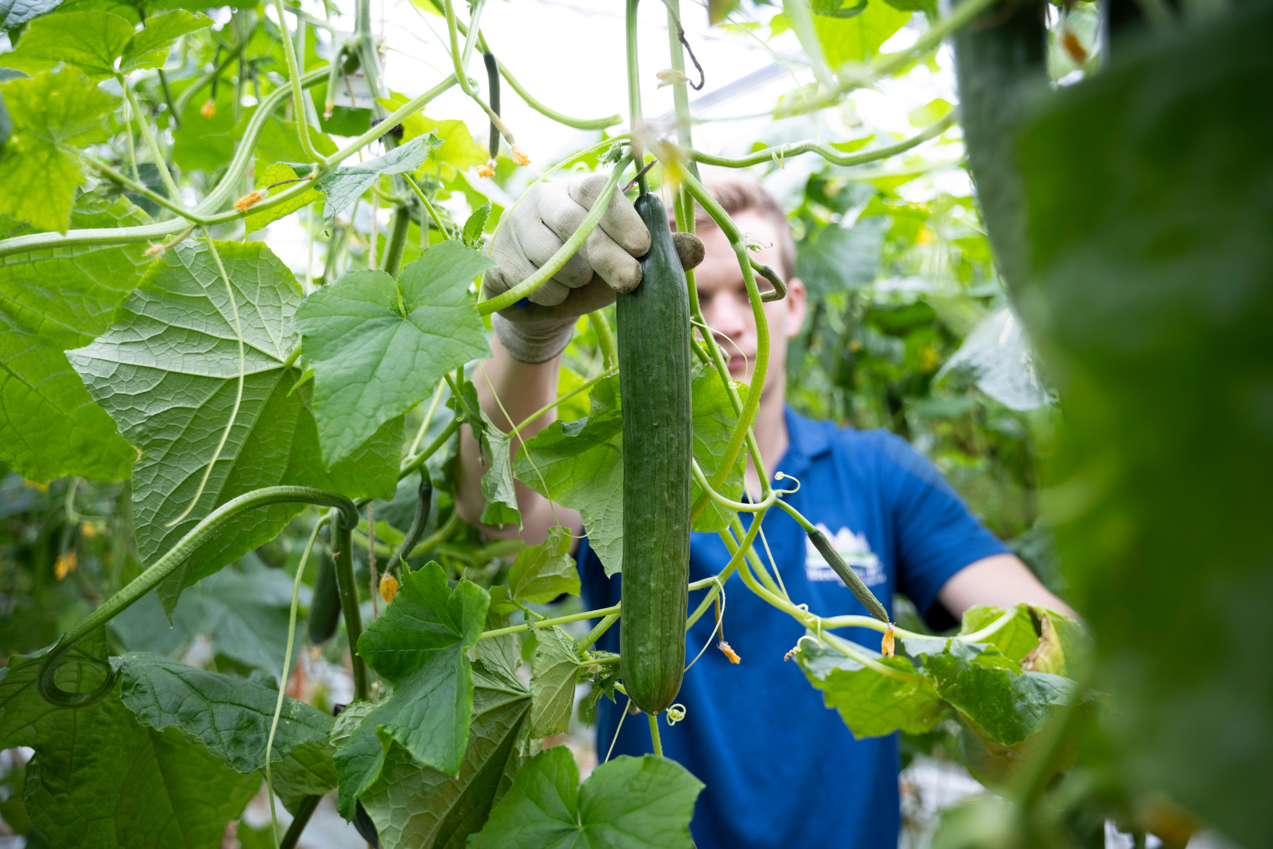 Zonniger weer doet de vruchtkwaliteit goed. – Foto: Bram Becks Fotografie